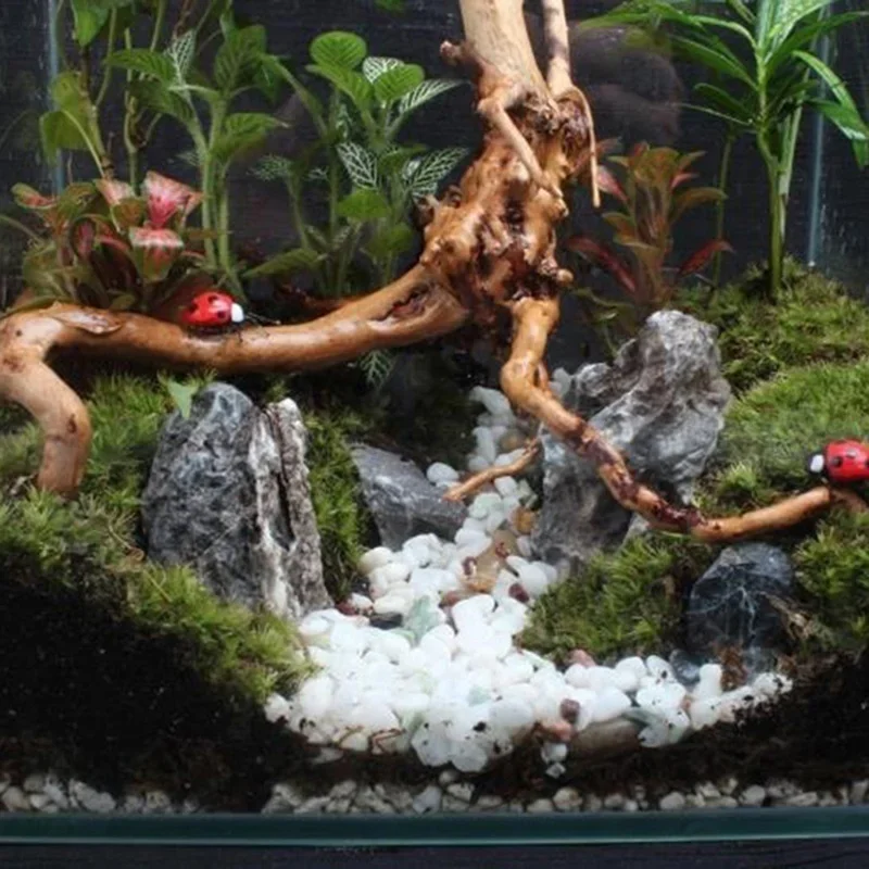 천연 나무 줄기 유목 수족관 어항, 파충류 실린더 뿌리 - Aquarium Plant Display 리뷰 및 가격