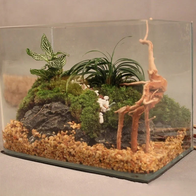 천연 나무 줄기 유목 수족관 어항, 파충류 실린더 뿌리 - Aquarium Plant Display 리뷰 및 가격