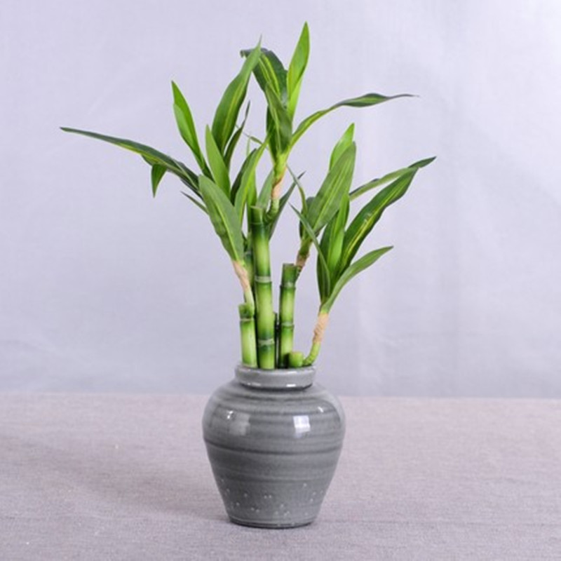 새로운 40cm rFtificial 행운의 대나무 즙이 - Aquarium Plant Display 리뷰 및 가격
