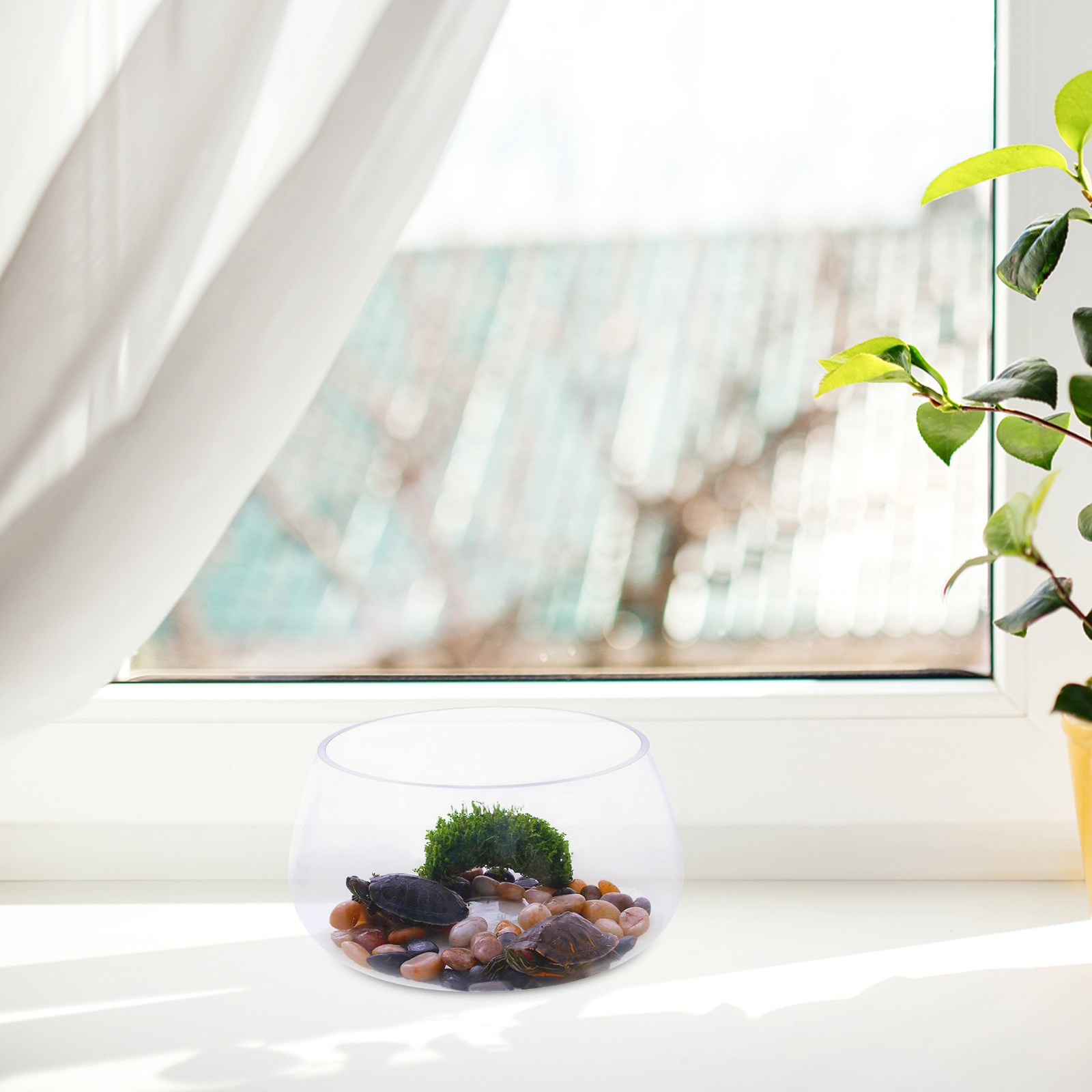 둥근 투명 유리 미니 어항 물고기 식물 탁상 장식 가정 - Aquarium Planted Shop 리뷰 및 가격