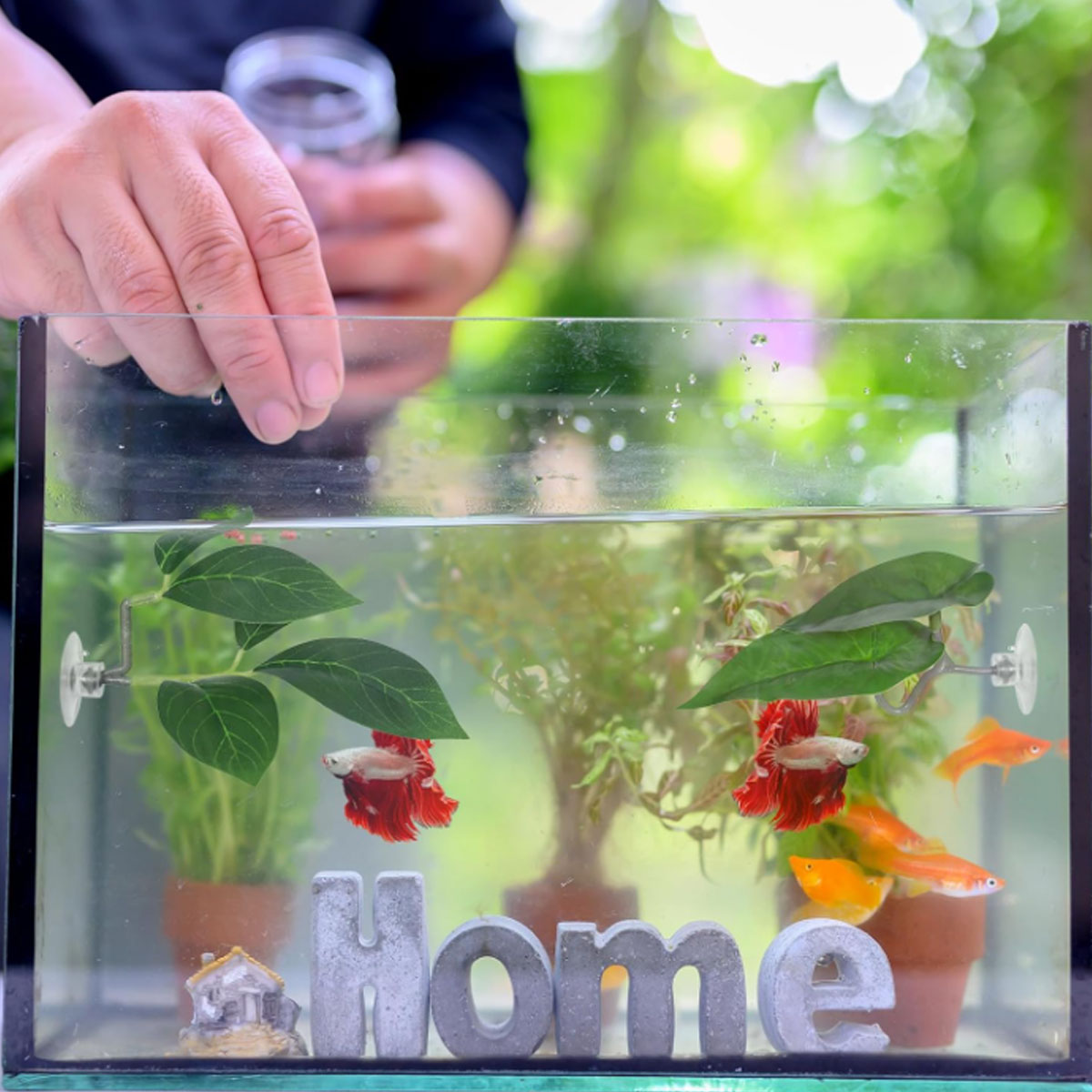 1 PC 베타 물고기 해먹 부드러운 수족관 장식 플라스 - Aquarium Plant Display 리뷰 및 가격