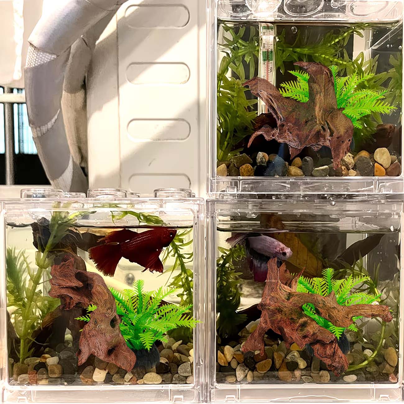 5-10CM 자연 침몰식 유목 수족관 장식물 어항 장식 - Aquarium Planted Substrate 리뷰 및 가격
