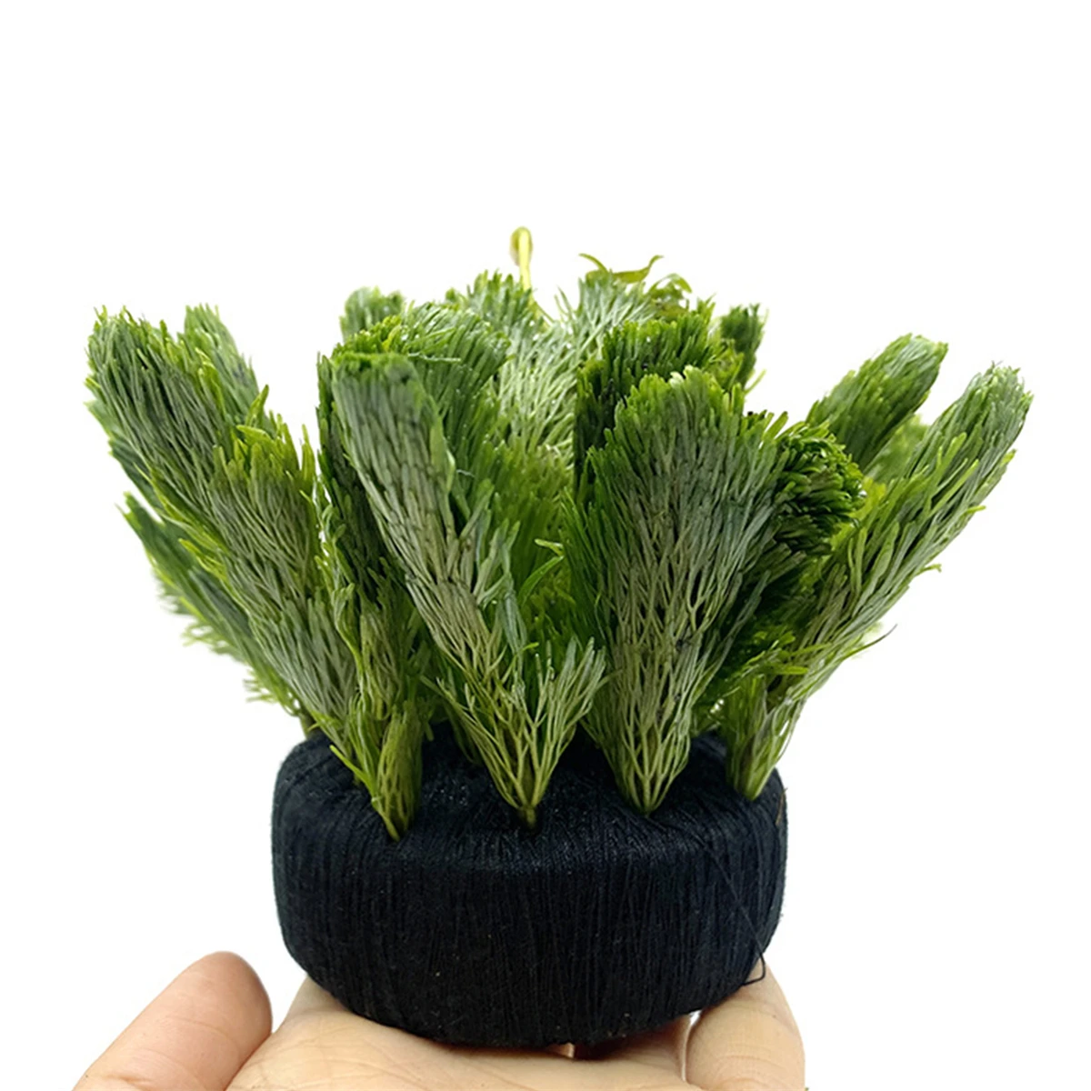 수생 식물 뿌리 수족관 장식 장식, 검은 물고기 탱크, - Aquarium Planted Substrate 리뷰 및 가격
